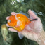 A Grade Sakura Oranda Male 4.5-5 inches #060625OR_24