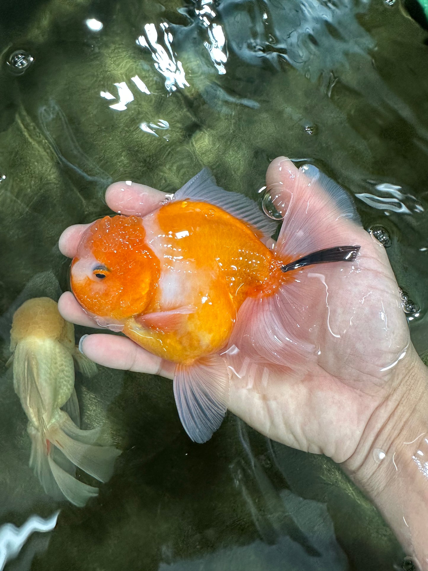 A Grade Sakura Oranda Male 4.5-5 inches #060625OR_24