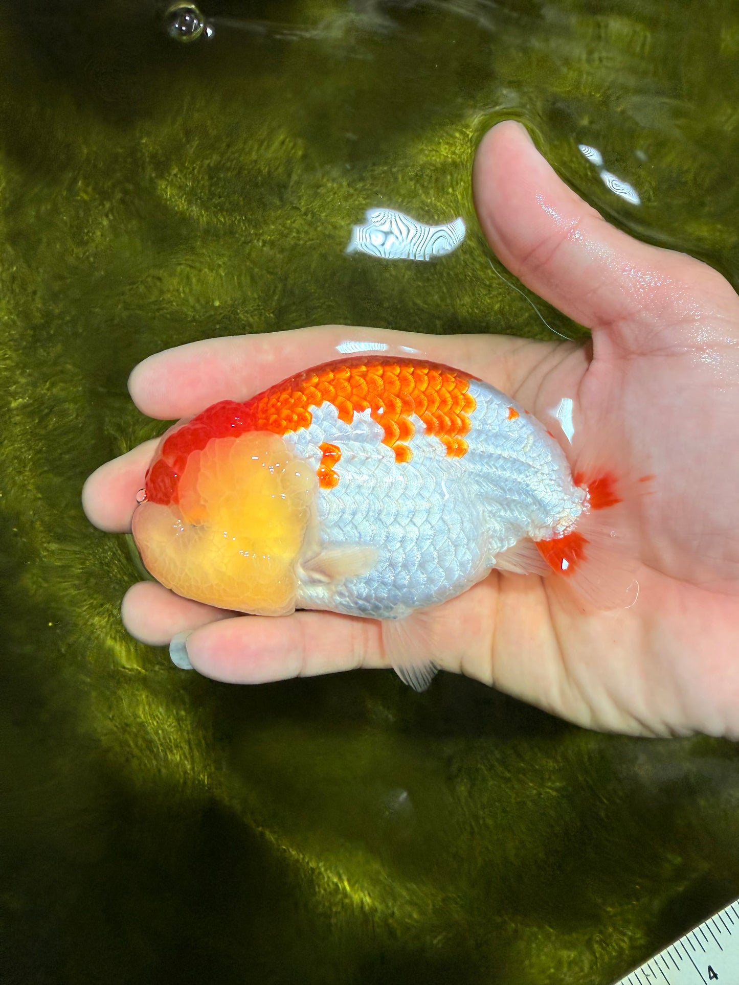 A Grade Kohaku Red White LionKing 4-4.5 inches #022026LC_17