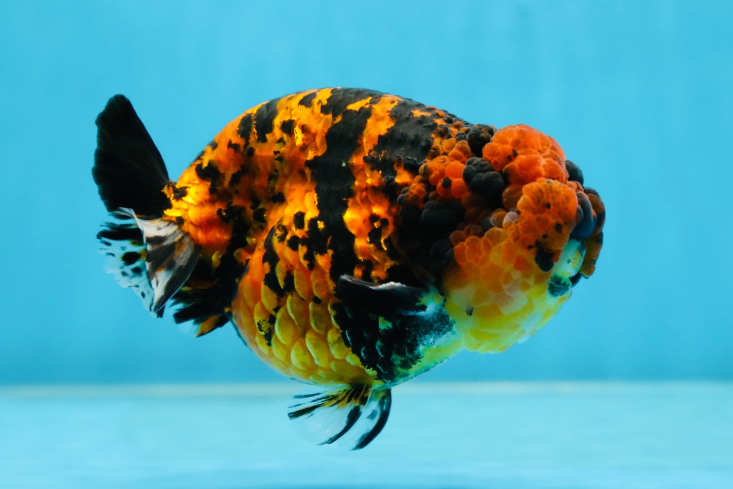 AAA Grade Tiger LionKing 5 inches #080825LC_23