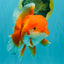 A Grade Red White Oranda Male 5.5-6 inches #041726OR_13