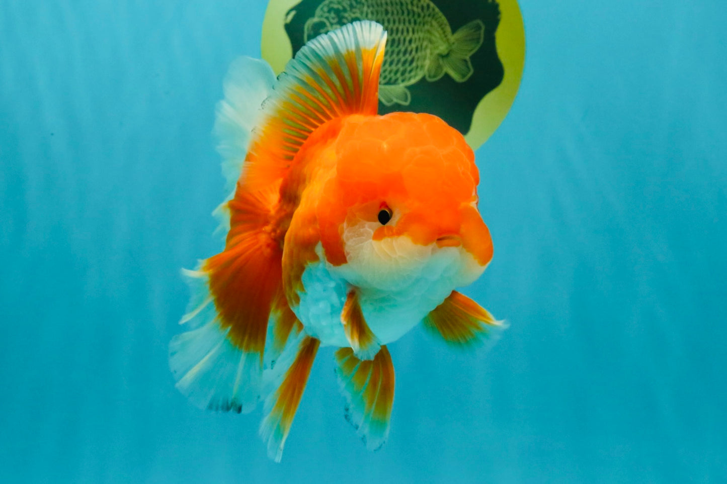 A Grade Red White Oranda Male 5.5-6 inches #041726OR_13