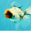 A Grade Two Face Marble Oranda Male 6-6.5 inches #072426OR_11