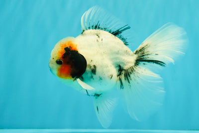 A Grade Two Face Marble Oranda Male 6-6.5 inches #072426OR_11