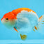 AAA Grade Red White Strong Body Structure Ranchu Male 4.5-5 inches #0712RC_05