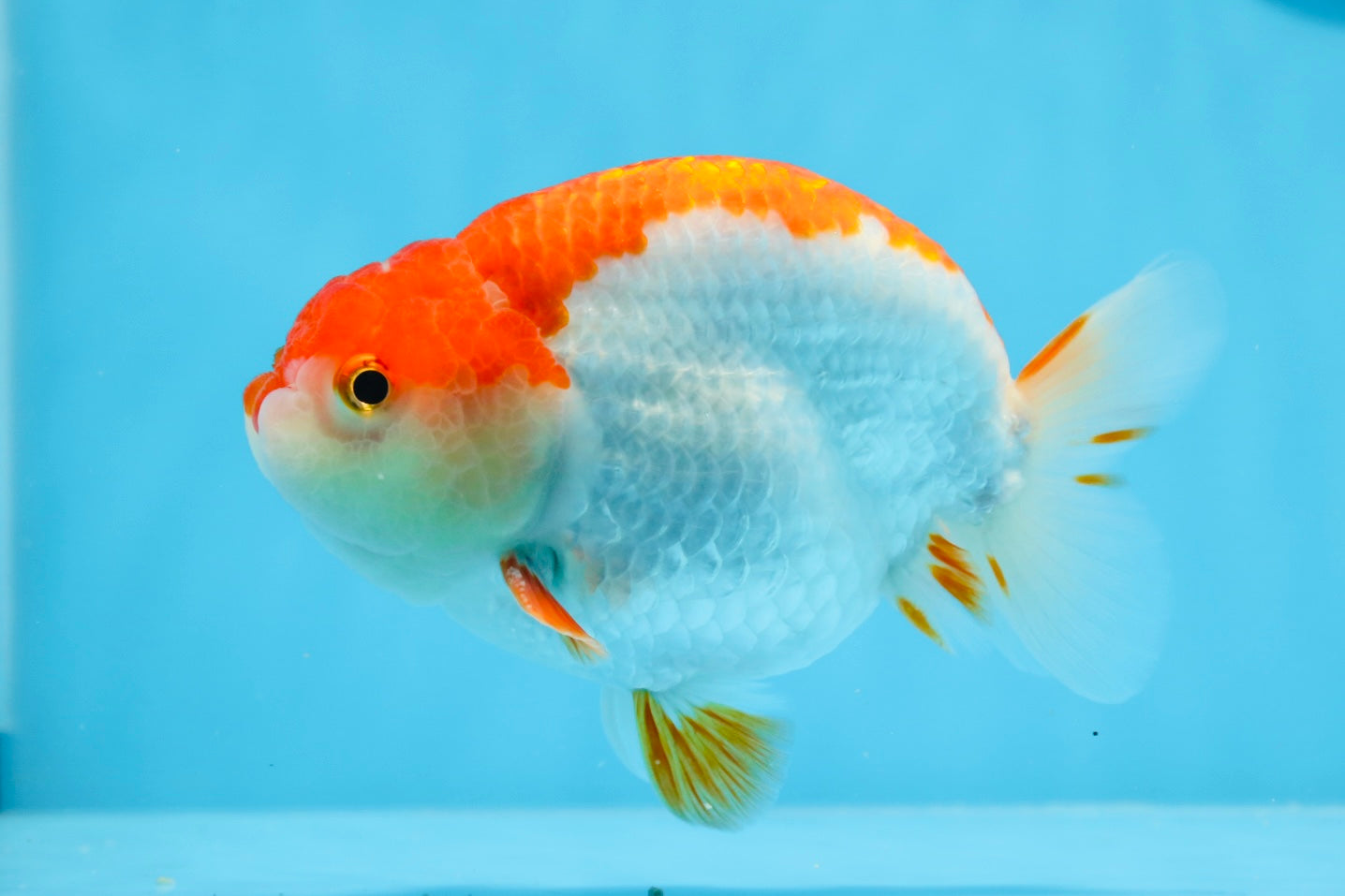 AAA Grade Red White Strong Body Structure Ranchu Male 4.5-5 inches #0712RC_05