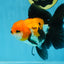 A Grade Tricolor Oranda Female 5.5-6 inches #111425OR_15