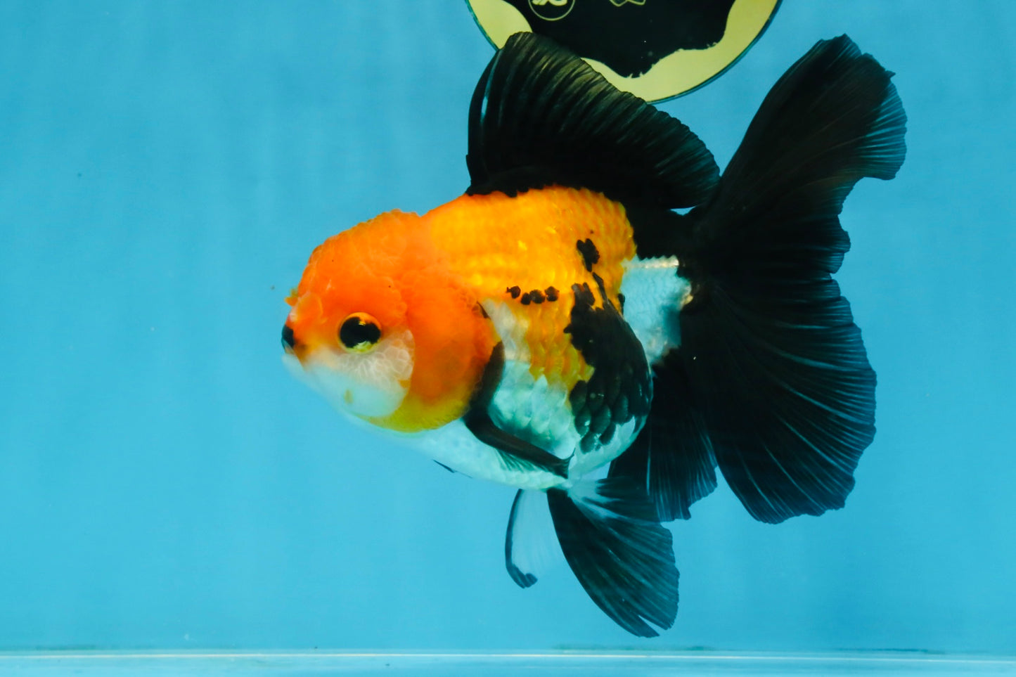 A Grade Tricolor Oranda Female 5.5-6 inches #111425OR_15
