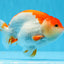 Macho Ranchu de estructura corporal fuerte, color rojo y blanco, grado AAA, 4,5-5 pulgadas #0712RC_05