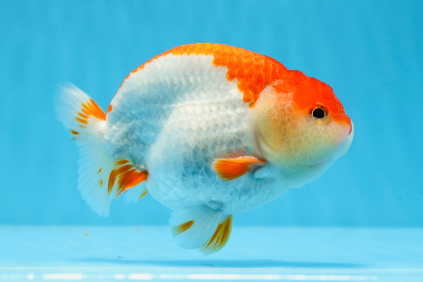 AAA Grade Red White Strong Body Structure Ranchu Male 4.5-5 inches #0712RC_05