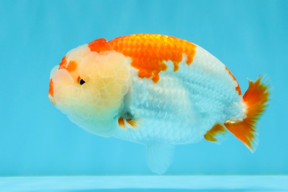 A Grade Red White LionQueen 4.5-5 inches #032726LC_21