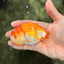 Red White Lionchu Female 4 inches #081426LC_19