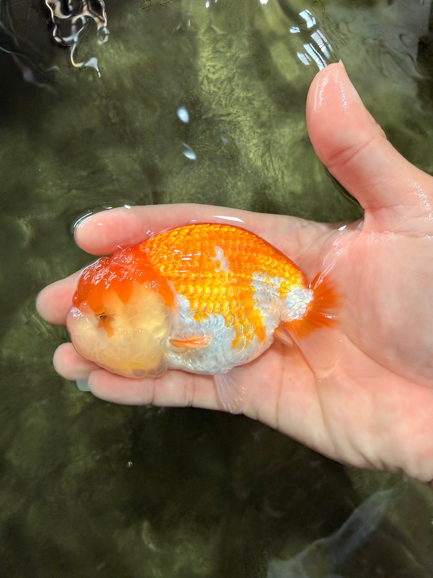 Red White Lionchu Female 4 inches #081426LC_19