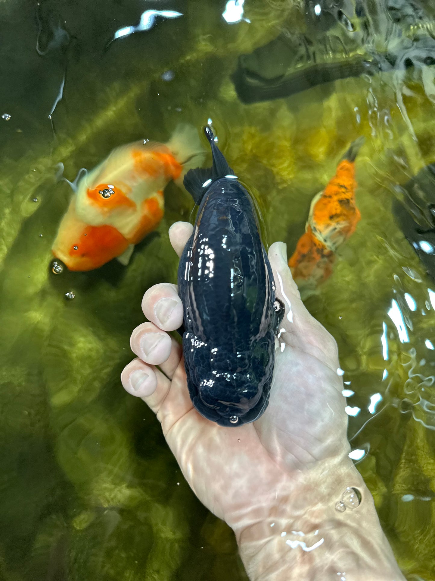 AAA Grade Hugh Back Black Ranchu 5-5.5 inches #050925RC_02