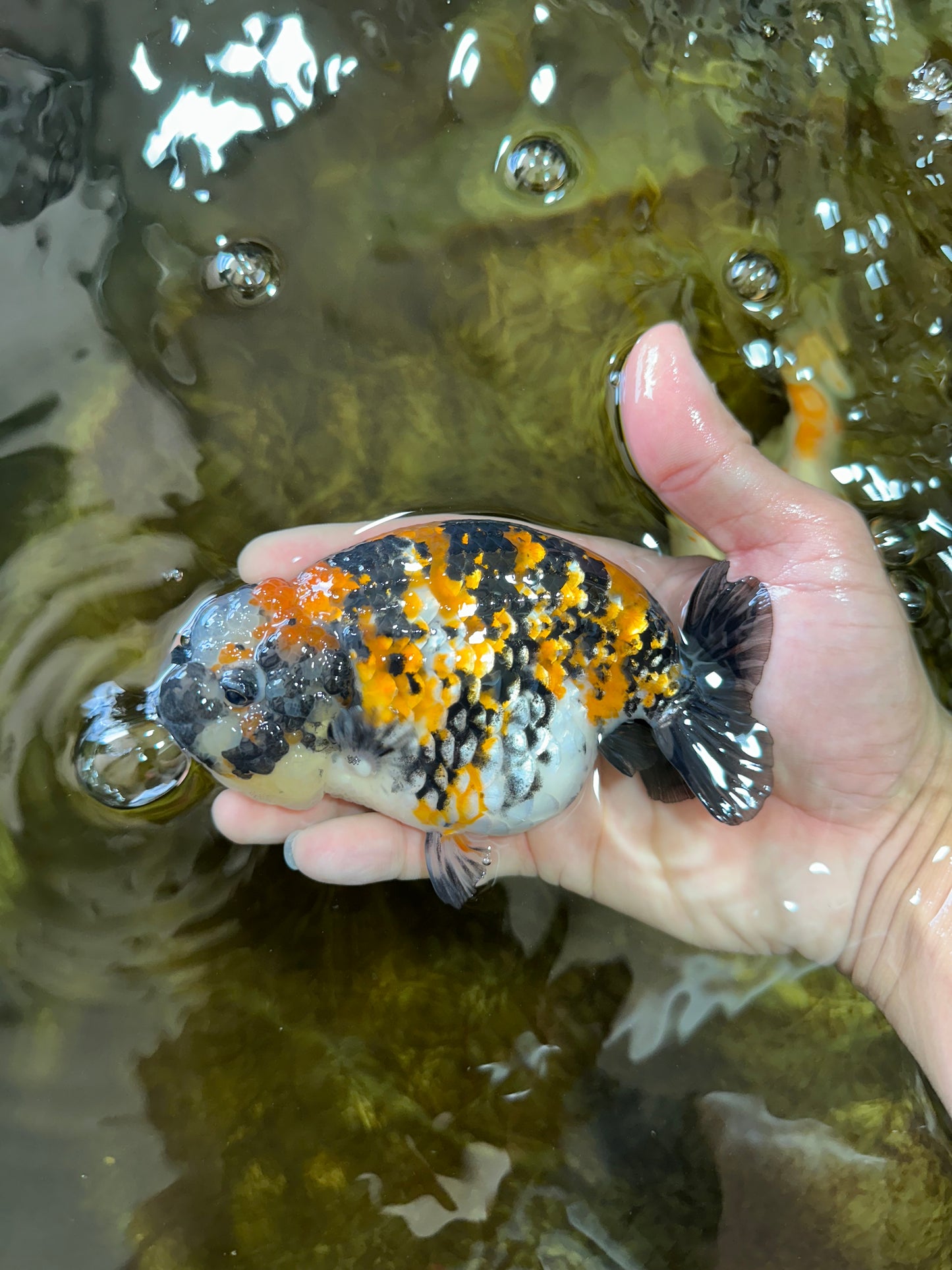 A Grade SUPER CUTE Tricolor Tiger LionQueen 5 inches #091225LC_07