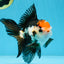 A Grade Tricolor Oranda Male 5 inches #100325OR_20