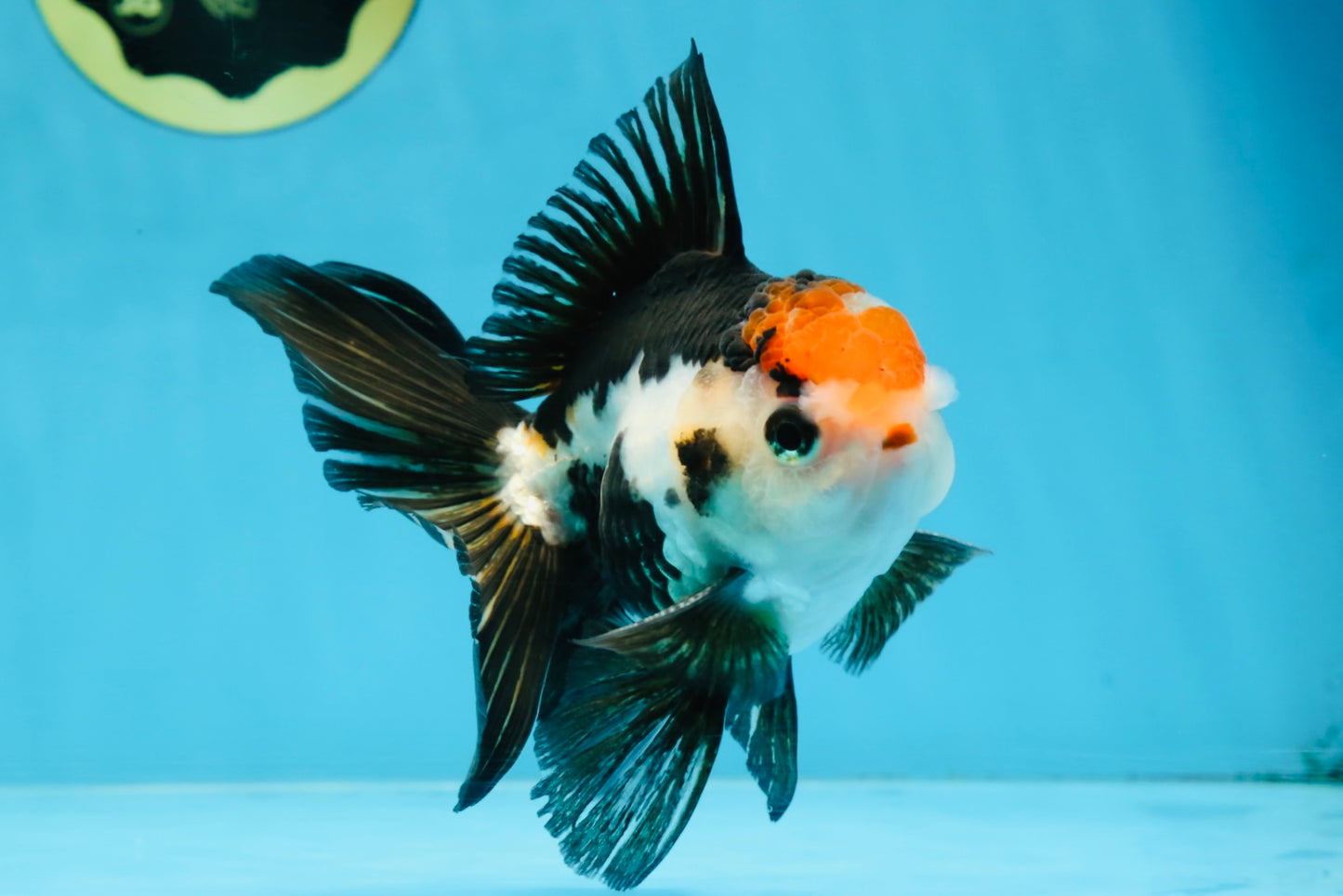 A Grade Tricolor Oranda Male 5 inches #100325OR_20