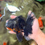 AAA Grade Long Fin Kirin Oranda Male 5.5-6 inches #062626OR_23