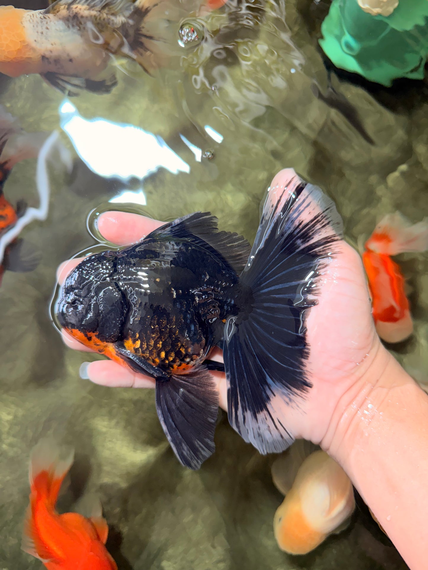 AAA Grade Long Fin Kirin Oranda Male 5.5-6 inches #062626OR_23