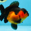 A Grade Apache Yuanbao Male 5 inches #101025YB_26