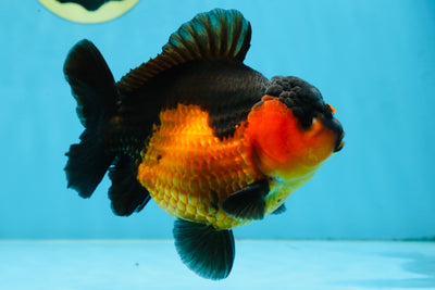 A Grade Apache Yuanbao Male 5 inches #101025YB_26