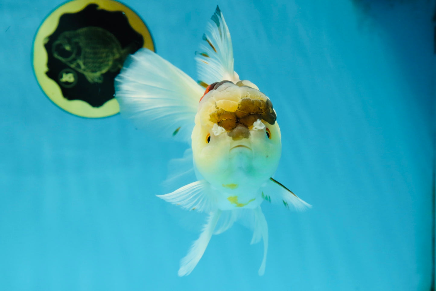 A Grade Unique Tricolor Oranda Female 6 inches #050225OR_03