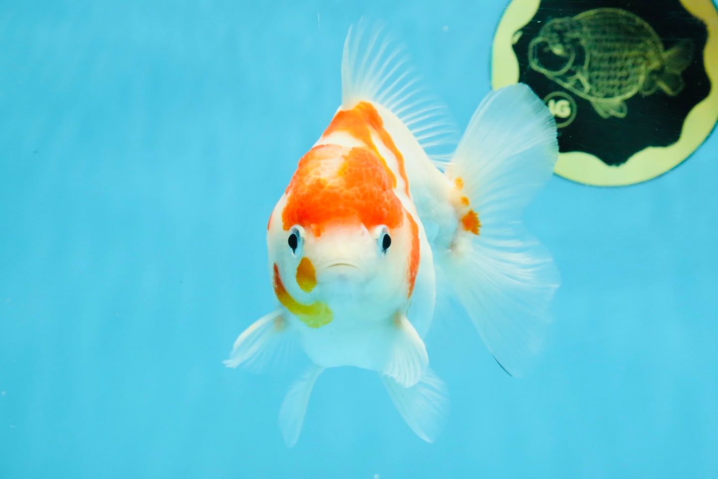 FANCY A Grade Kohaku Sakura Yuanbao Male 4.5-5 inches #112825YB_19