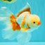 CHICKIE A Grade Red White Oranda Male 6-6.5 inches #082826OR_13