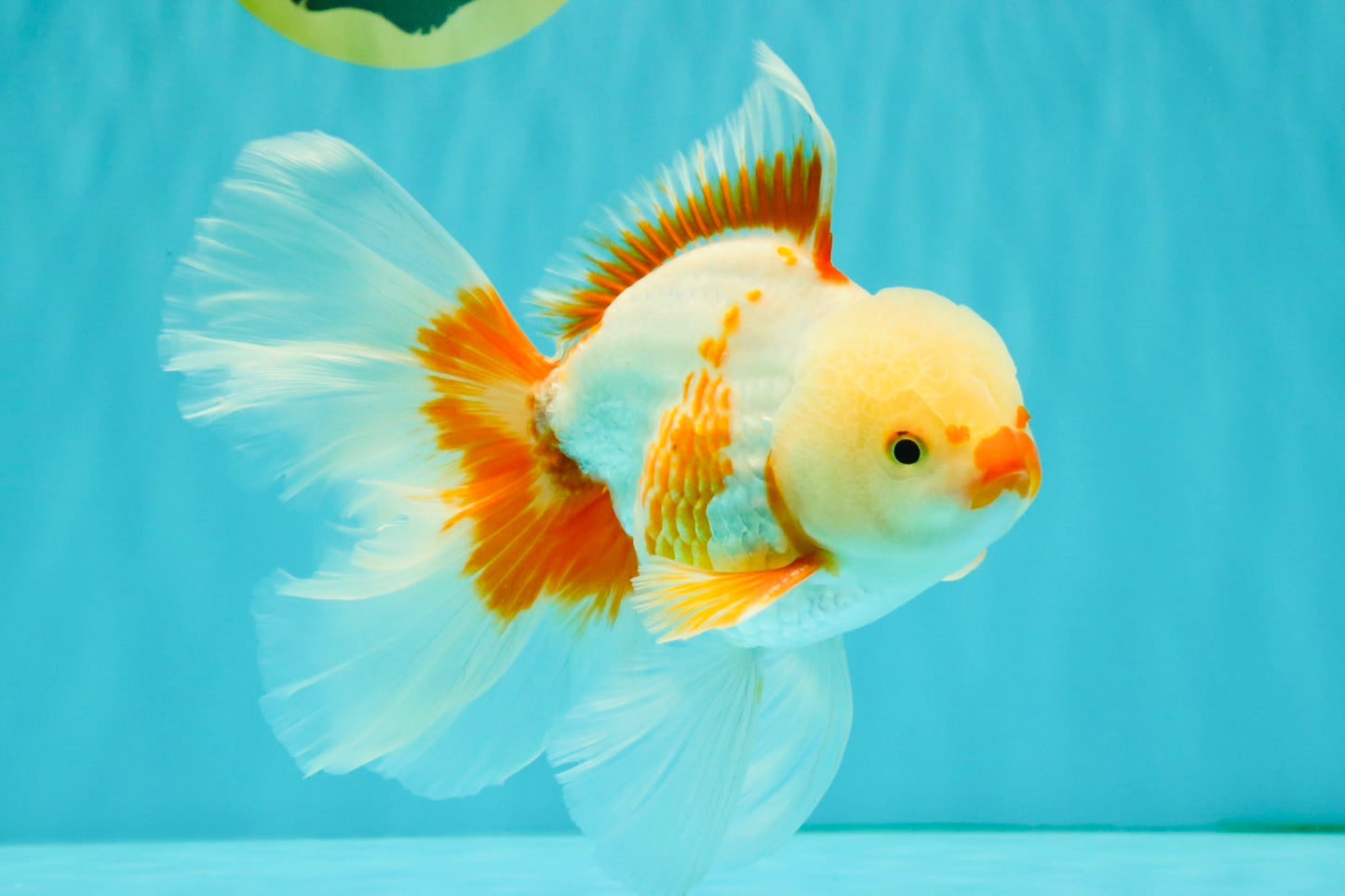 CHICKIE A Grade Red White Oranda Male 6-6.5 inches #082826OR_13