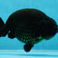 AAA Grade Strong Body Structure Godzilla Black Ranchu Male 5-5.5 inches #052325RC_15