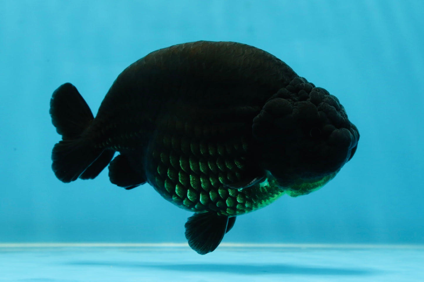 AAA Grade Strong Body Structure Godzilla Black Ranchu Male 5-5.5 inches #052325RC_15