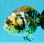 A Grade Ink Chinese Ranchu Male 5.5 inches #022026RC_19