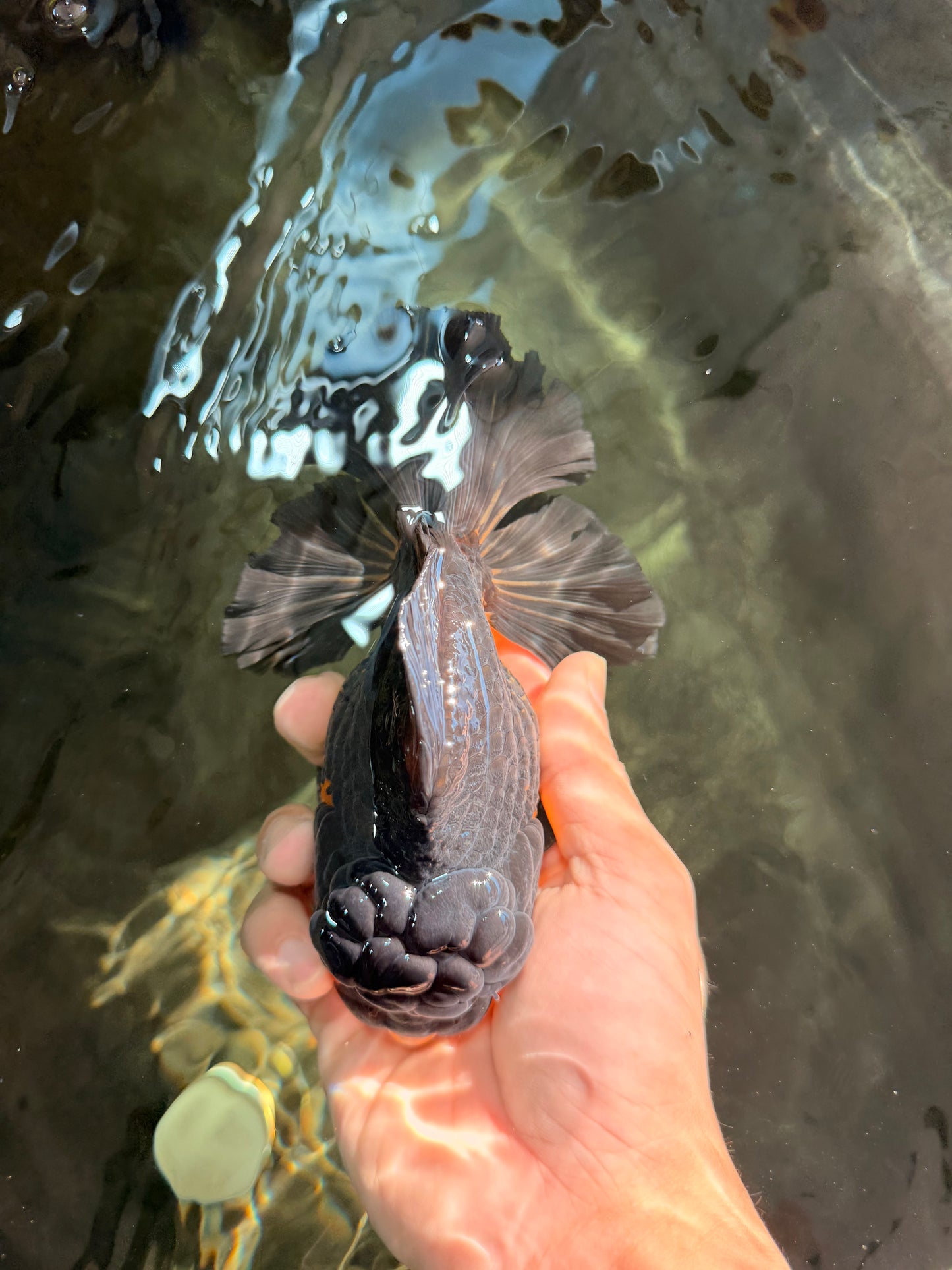 BATMAN A Grade Apache Oranda Male 6 inches #041726OR_12