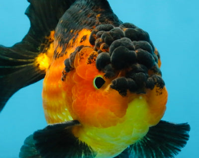 Apache Yuanbao Male 5 inches #110725YB_07