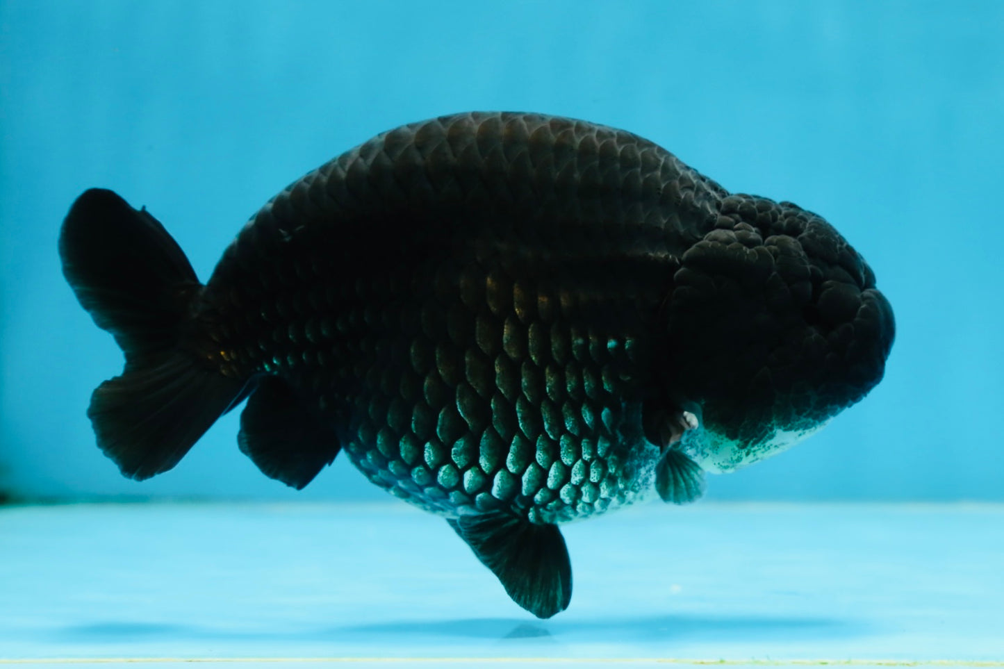 A Grade Black LionKing 5-5.5 inches #070425LC_07