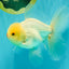 BEAUTY A Grade White Oranda Male 6 inches #070626OR_12