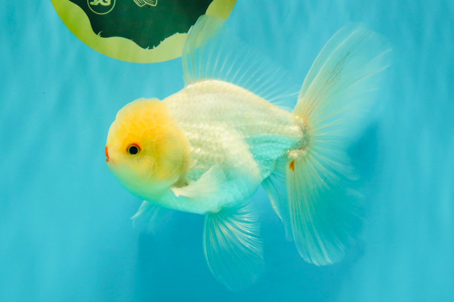 BEAUTY A Grade White Oranda Male 6 inches #070626OR_12