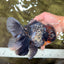 TOOTHLESS A Grade Kirin Oranda Male 6.5 inches #090426OR_01