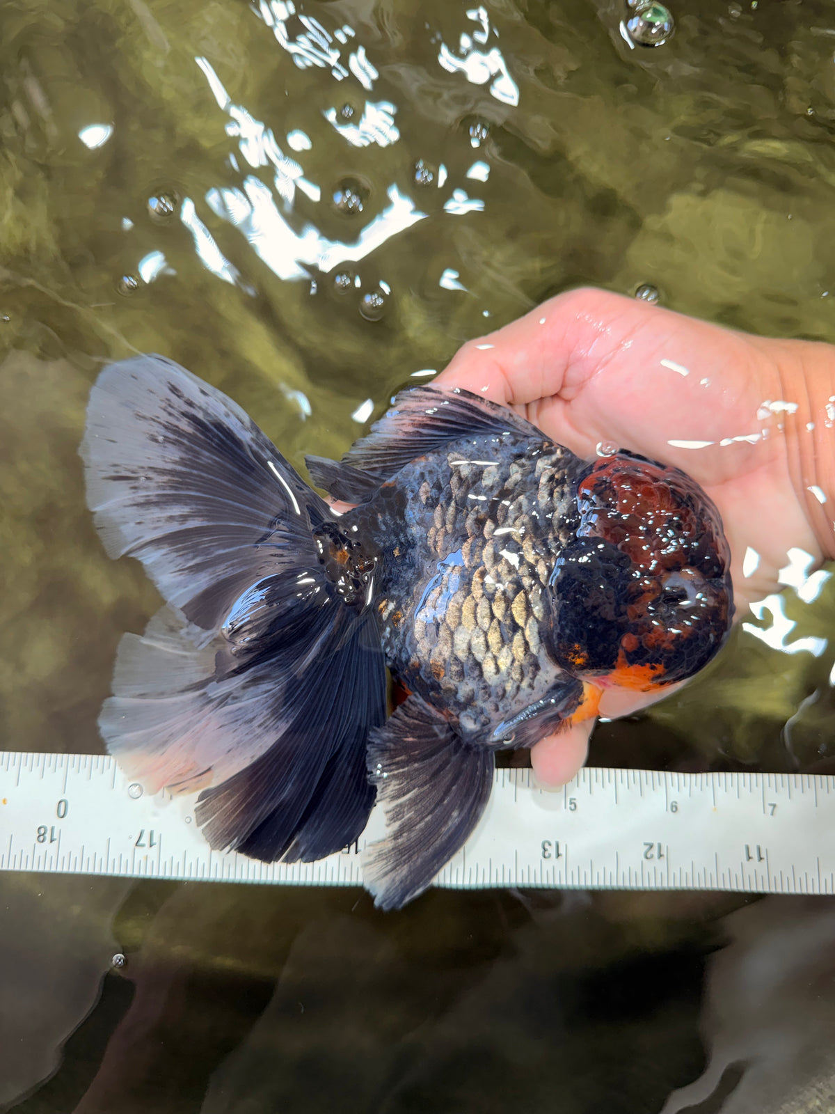 TOOTHLESS A Grade Kirin Oranda Male 6.5 inches #090426OR_01