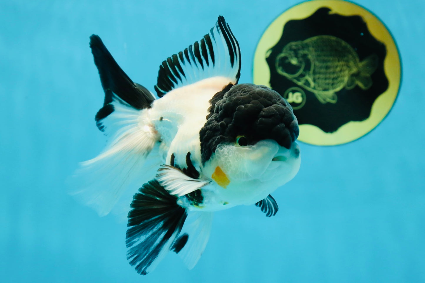 Cutie Face Panda Oranda Male 4.5-5 inches #042525OR_10