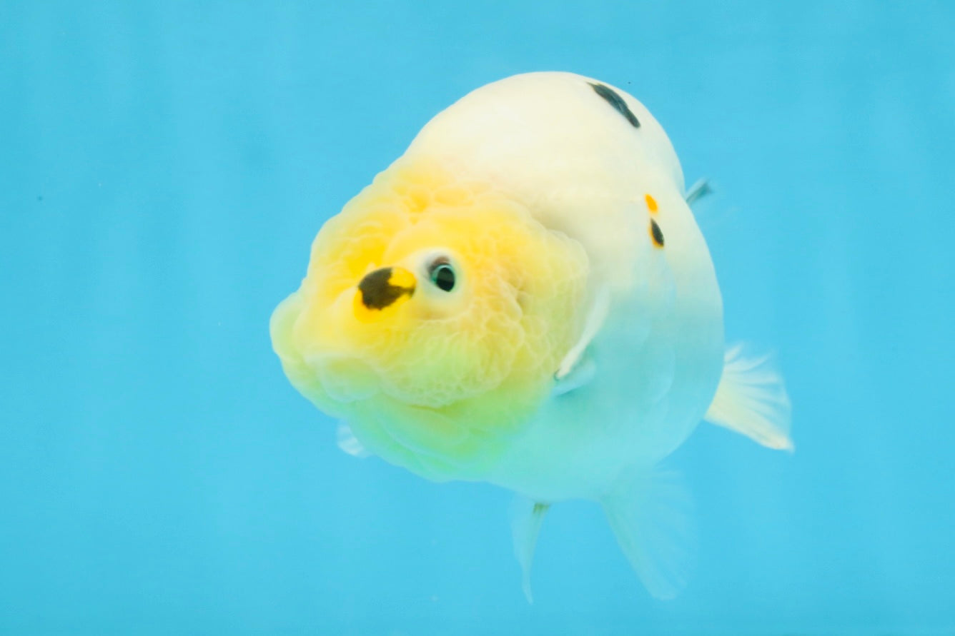 A Grade Cow Chinese Ranchu Female 5 inches #103125RC_09