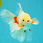 A Grade Red White Oranda Male 5.5-6 inches #102326OR_12