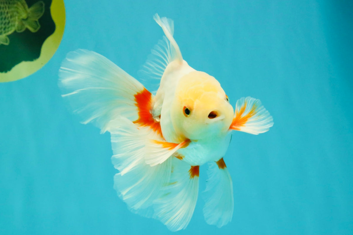 A Grade Red White Oranda Male 5.5-6 inches #102326OR_12