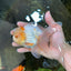 A Grade Cloudy White Oranda Male 5-5.5 inches #071125OR_12