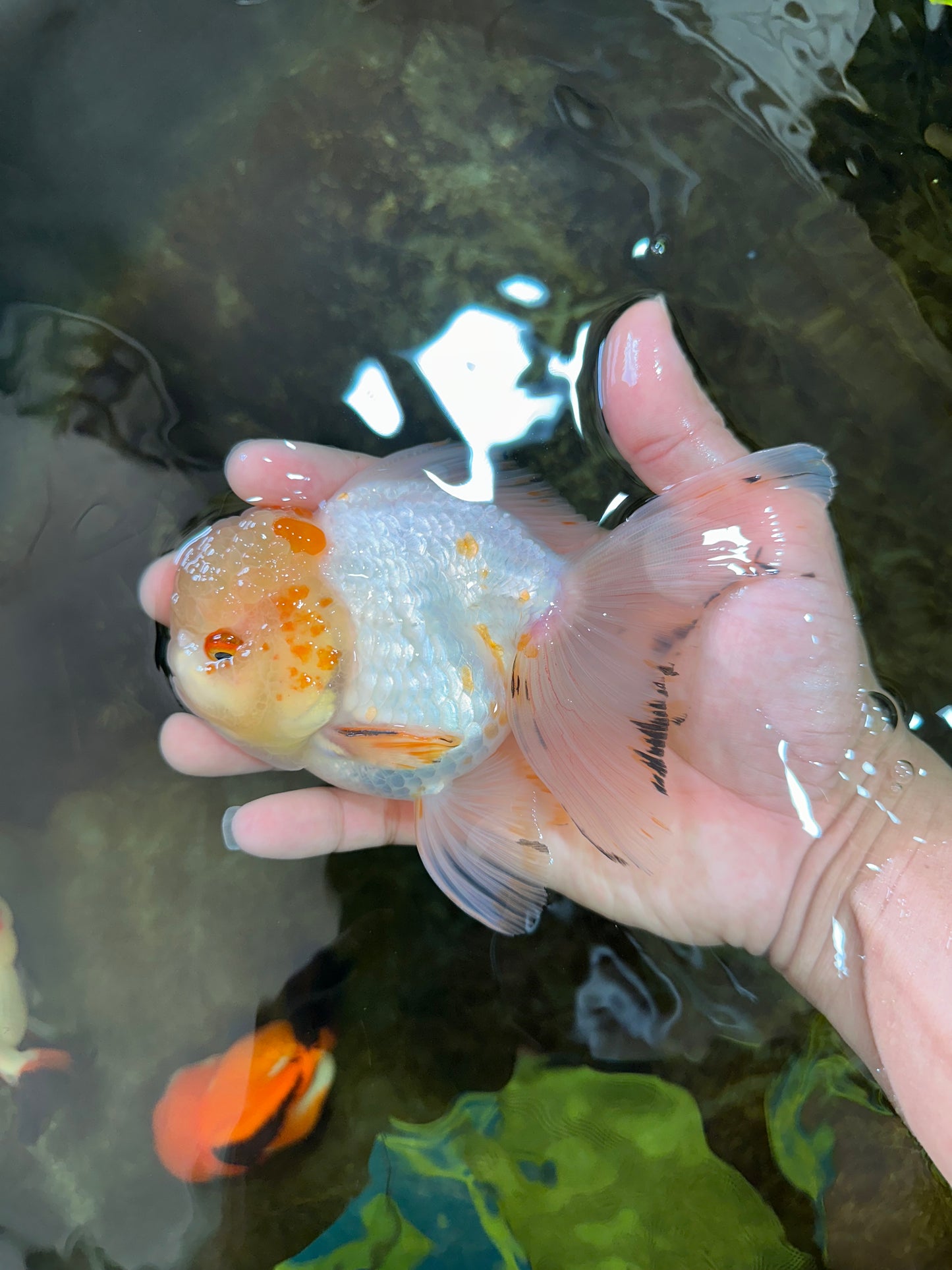 A Grade Cloudy White Oranda Male 5-5.5 inches #071125OR_12