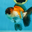 A Grade Tricolor Button Eyes Oranda Male 5-5.5 inches #080125OR_23