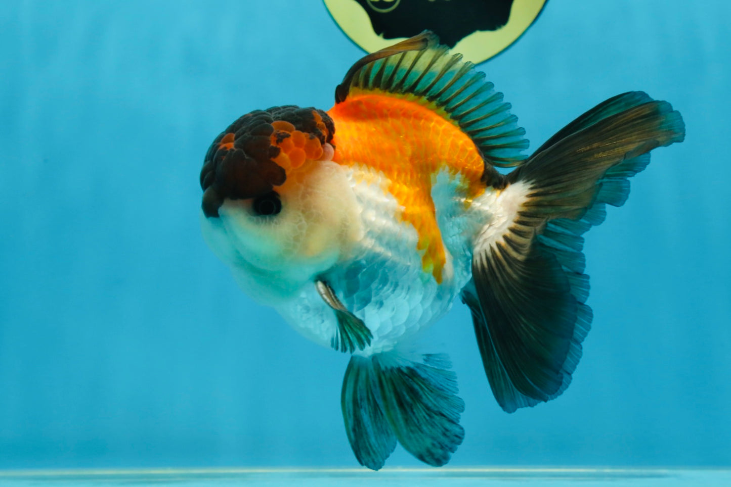 A Grade Tricolor Button Eyes Oranda Male 5-5.5 inches #080125OR_23