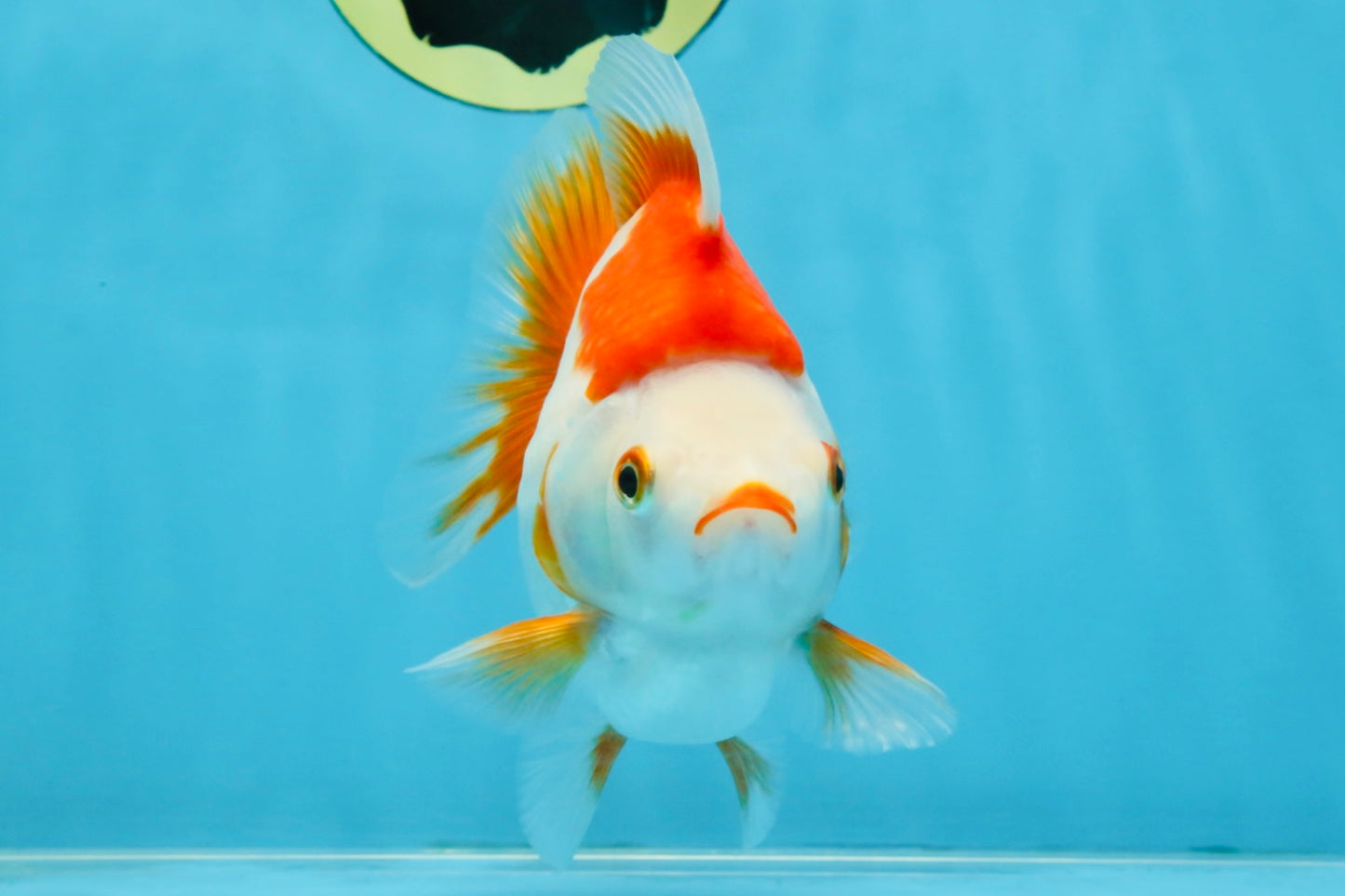 A Grade Red White Ryukin Female 5-5.5 inches #111425RK_07