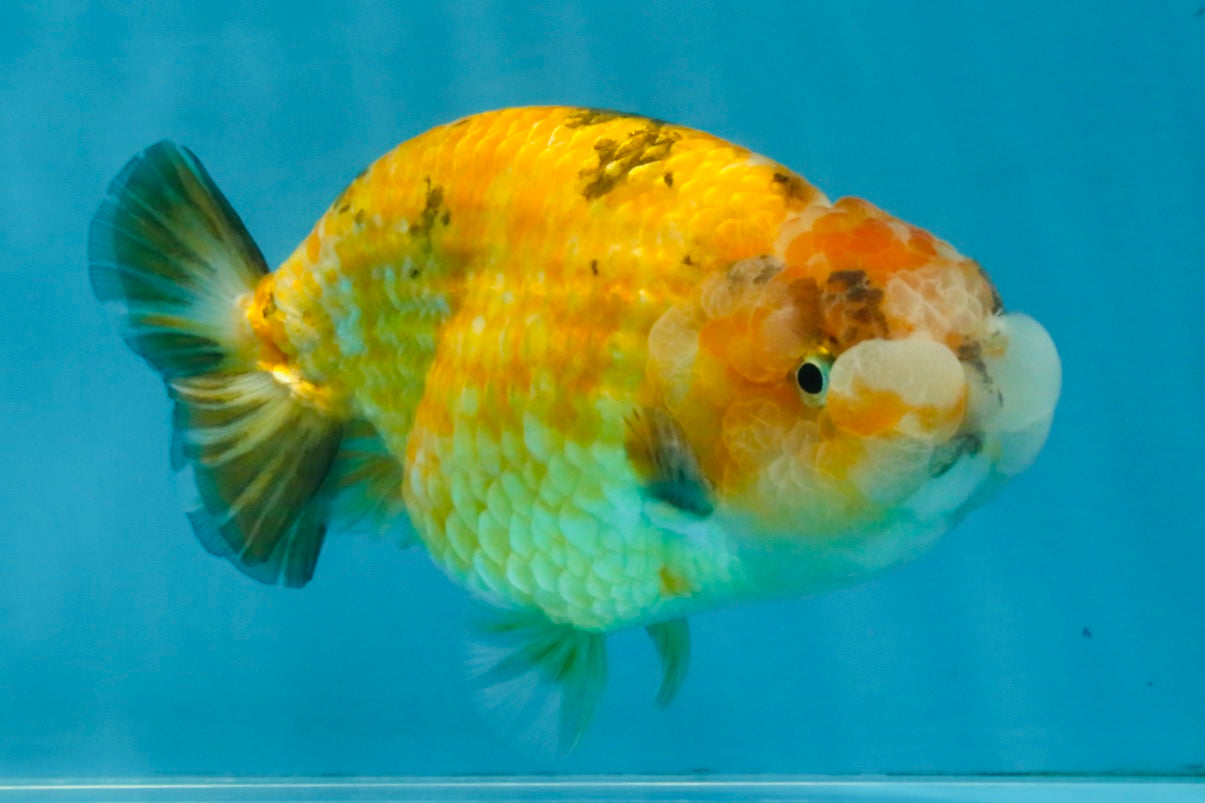 ADORABLE Sakura LionChu Female 5-5.5 inches #121925LC_07