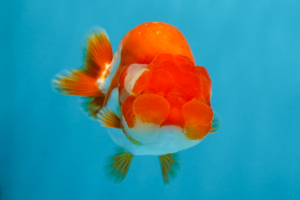 AAA Grade Red White LionQueen 4 inches #101725LC_08